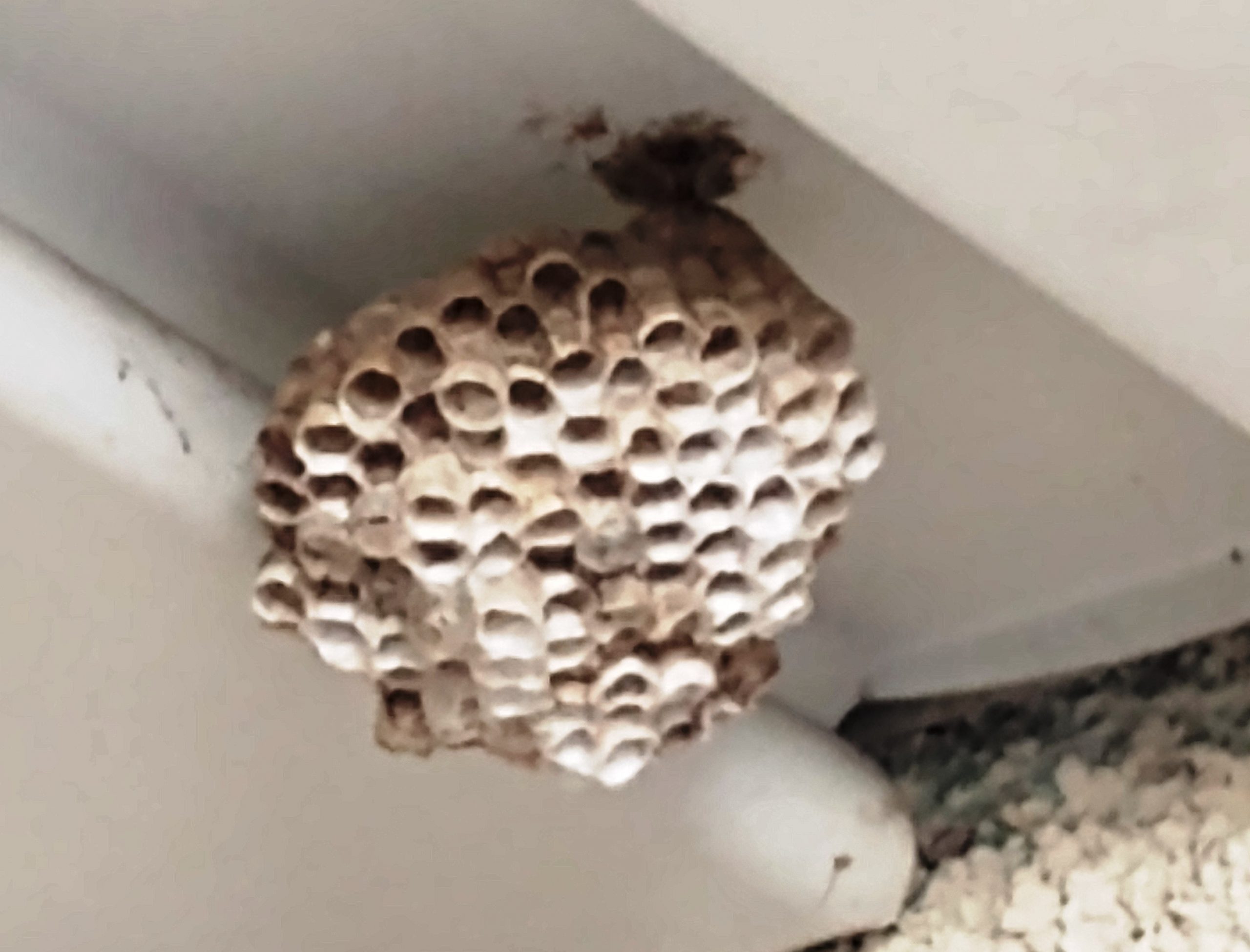 What two wasp nests taught me